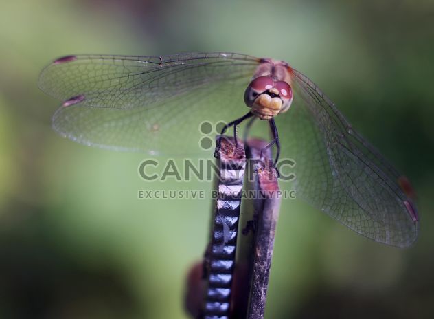 Close-up of dragonfly on twig - image #350269 gratis