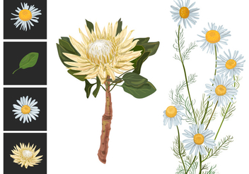 Flowers and Protea Vectors - vector gratuit #358949 