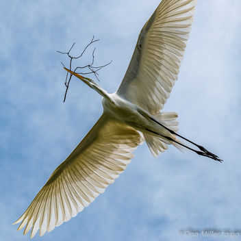 Great White Egret - image #361499 gratis