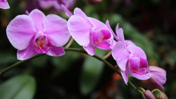 Orchids - image #362309 gratis