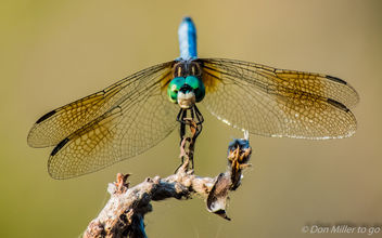DragonFly - Kostenloses image #365199