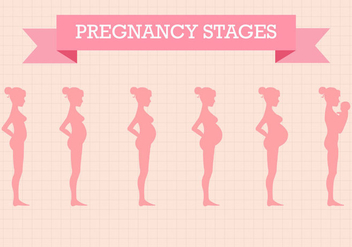 Free Pregnancy Stages Vector - vector #365689 gratis