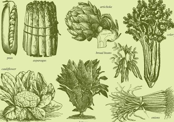 Old Style Drawing Vegetables - vector gratuit #366769 