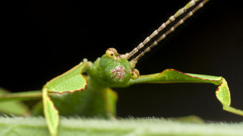 Cute leaf insect - image gratuit #372819 