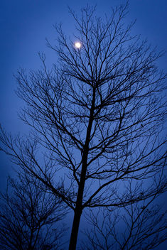 Trees in Moon Ligght - image gratuit #374289 