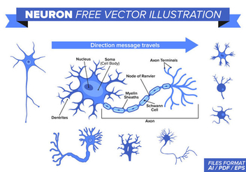Neuron Free Vector Illustration - Kostenloses vector #375859