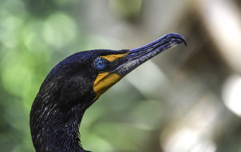 Double-Crested Cormorant - Free image #376449
