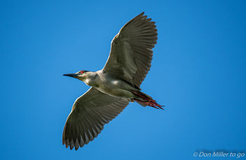 Black-crested Night Heron - image #376619 gratis