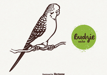 Free Budgie Vector Illustration - Free vector #380669