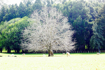 Ghost Tree - Free image #385139
