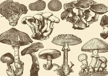 Wild Mushrooms - vector gratuit #385239 
