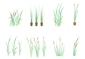 Free Cattails Vector - Free vector #385619