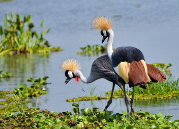 Crested Cranes - Free image #389839