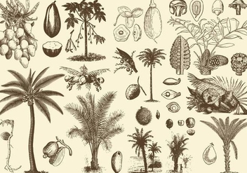Palm Fruits And Seeds - vector gratuit #396799 
