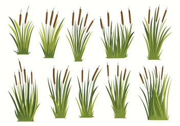 Free Cattails Vector - Free vector #397239