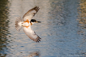 Belted Kingfisher - Kostenloses image #397849