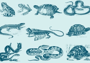 Blue Reptile Illustrations - vector #404989 gratis