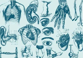 Blue Anatomy And Health Care Illustrations - бесплатный vector #405009
