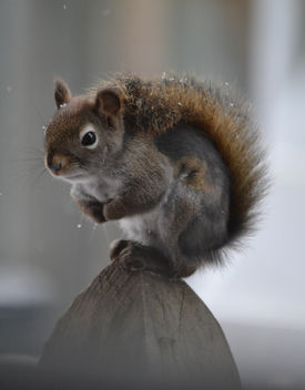 Patches The Red Squirrel - image gratuit #410279 
