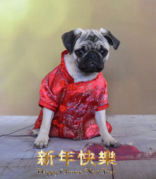 Happy Chinese New Year - image gratuit #413049 