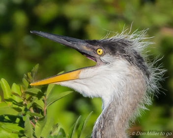 Great Blue Heron Chick - Free image #414169
