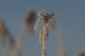 White frost - Hoarfrost - Ruige rijp - image gratuit #415979 