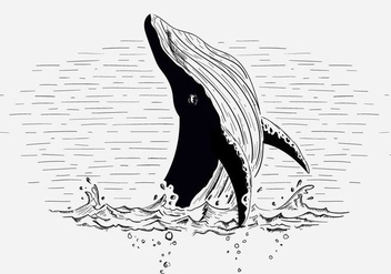 Free Vector Whale Illustration - Free vector #419029
