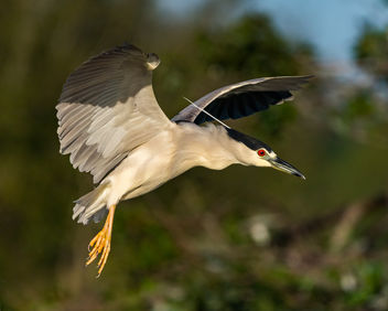 Black-crowned Night Heron - image #422159 gratis