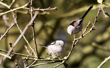Long-Tailed Tits - Free image #423079