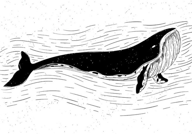 Free Vector Whale Illustration - vector gratuit #423709 