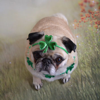 12 Year Old Bailey Puggins Can Still Rock The Shamrocks! - Free image #425599