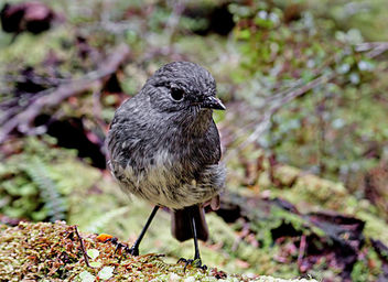 South Island robin (Petroica australis australis) - бесплатный image #427009