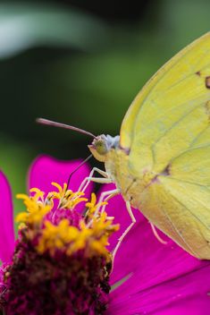 Yellow butterfly on flower - image gratuit #428739 