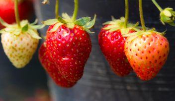 Strawberry - image #428749 gratis