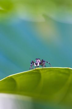 Jumping spider on leaf - image gratuit #428759 