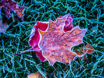 Red leaves - image #428959 gratis