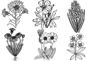 Vinatge Black and White Flower Collection - vector #429279 gratis