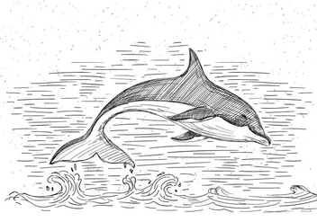 Free Hand Drawn Vector Dolphin Illustration - Free vector #429469