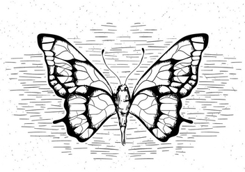Free Hand Drawn Vector Butterfly - vector #429479 gratis