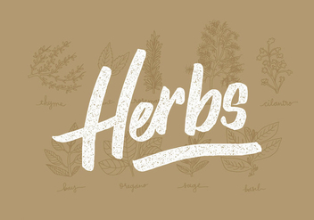 Fresh Herbs Line Drawings - Free vector #430999