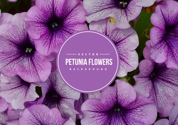 Petunia Vector Background - Kostenloses vector #431029