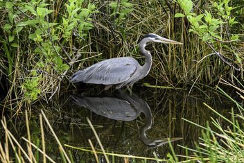 Great Blue Heron Reflected - Kostenloses image #431149