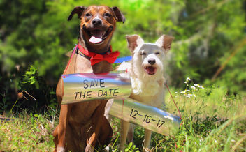 Save The Date - Free image #431359