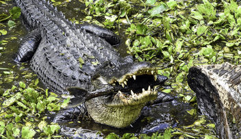 See You Later, Alligator . . . - бесплатный image #431739