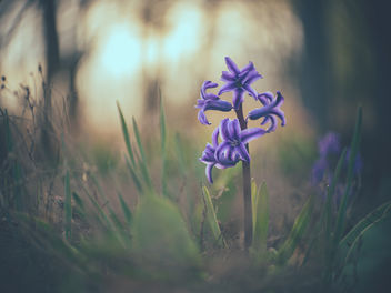 Spring hyacinthe - image gratuit #431749 