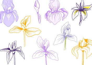 Free Iris Flowers Vectors - Kostenloses vector #431849