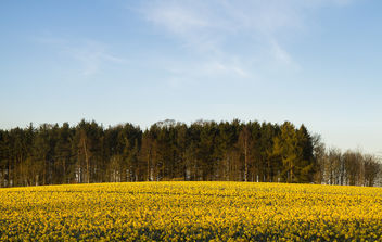 Spring fields in Scotland. - Free image #432399