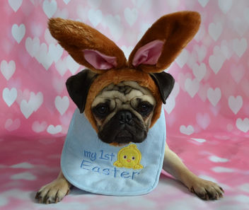 First Easter For Boo Lefou - image gratuit #432909 