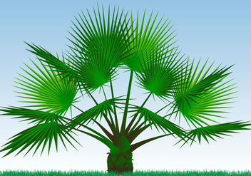 Single Palmetto Plant Vector - vector gratuit #433269 