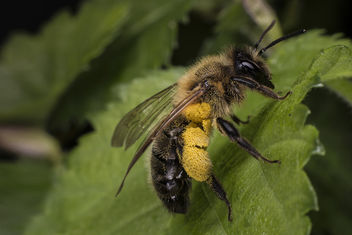 Bee collecting Pollen - image #433999 gratis